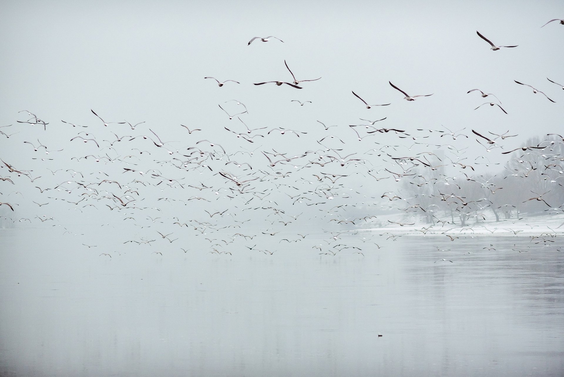 Download Flock Of Birds Animal Bird HD Wallpaper