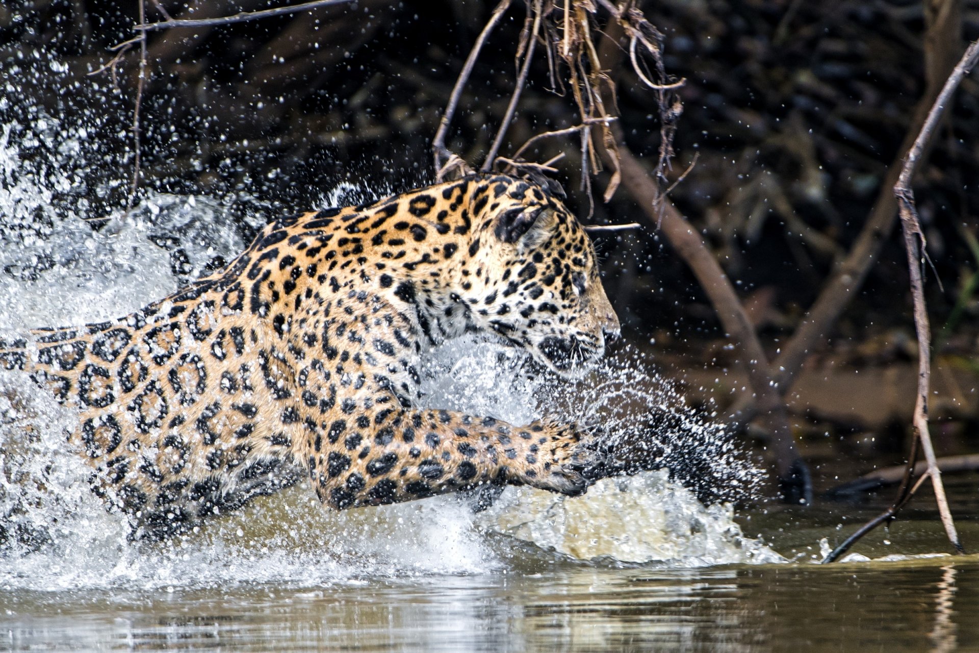 HD PC desktop wallpaper and background: jaguar splashing through water, dynamic animal action along a riverbank.