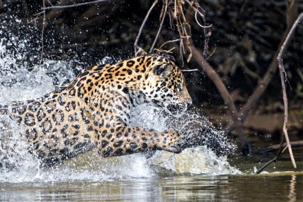 splash Animal jaguar HD Desktop Wallpaper | Background Image