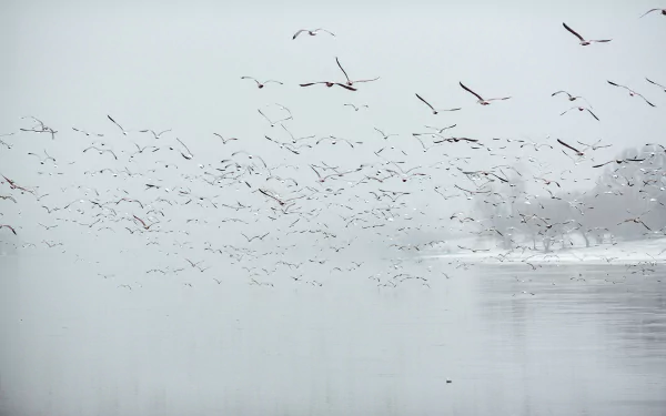 flock of birds Animal bird HD Desktop Wallpaper | Background Image