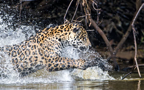splash Animal jaguar HD Desktop Wallpaper | Background Image