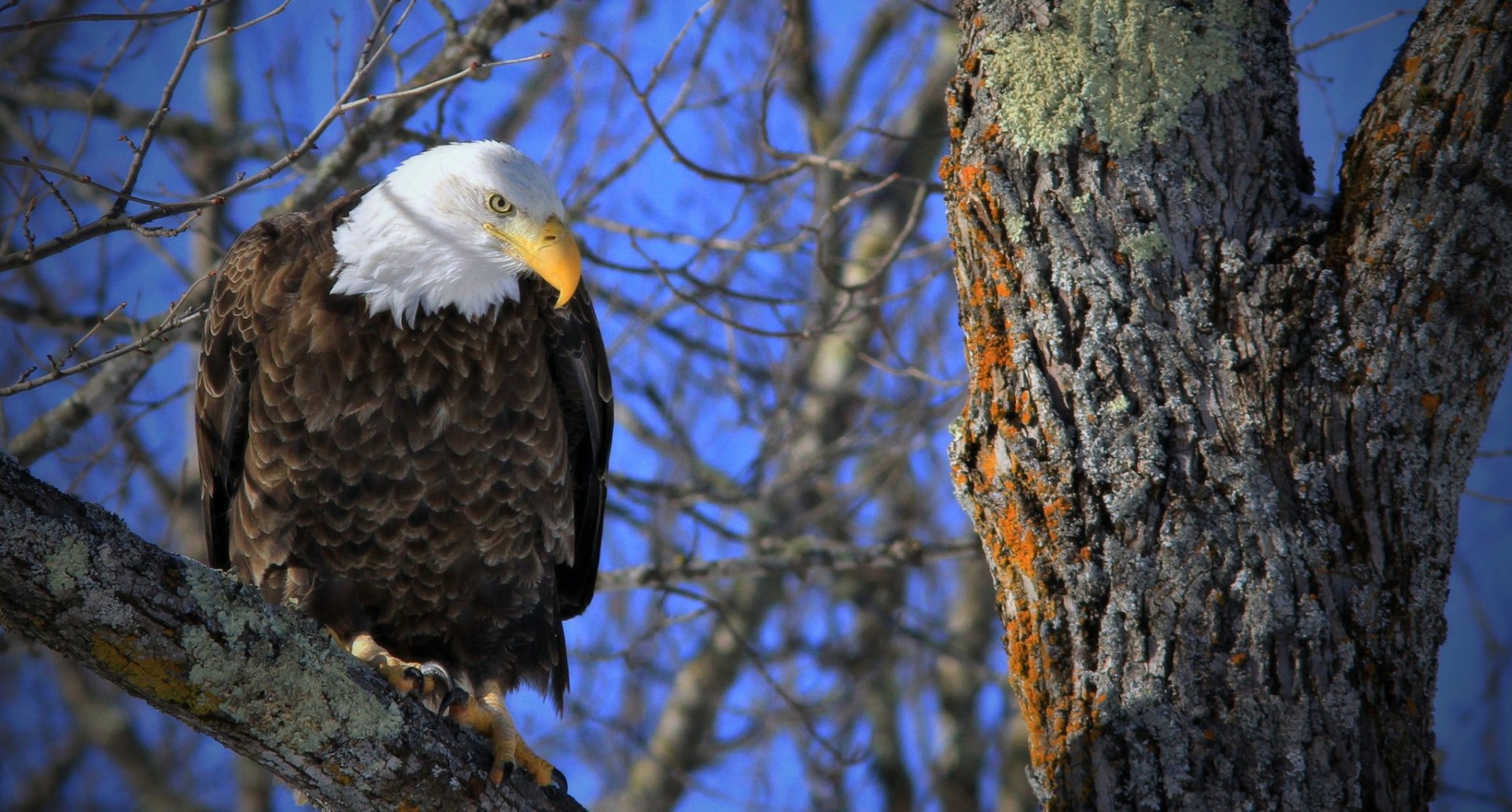 HD desktop wallpaper featuring a majestic bald eagle perched on a tree branch against a clear blue sky, showcasing this powerful bird of prey in its natural habitat.