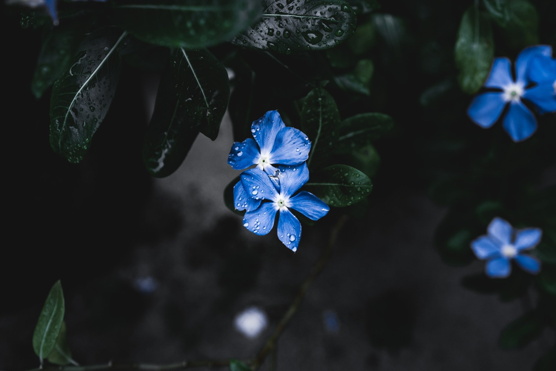5K Ultra HD PC desktop wallpaper: close-up of a blue forget-me-not flower with dewdrops against dark green foliage, nature.