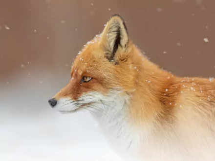 snowfall Animal fox HD Desktop Wallpaper | Background Image