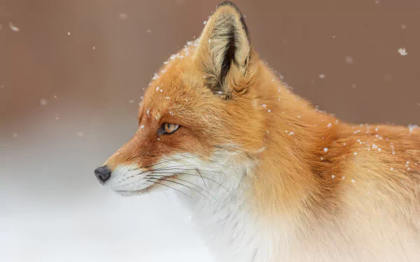 snowfall Animal fox HD Desktop Wallpaper | Background Image