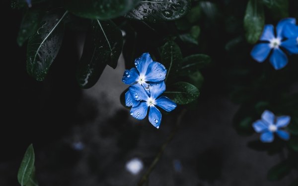 Earth Forget-Me-Not Flowers Flower Nature Blue Flower HD Wallpaper | Background Image
