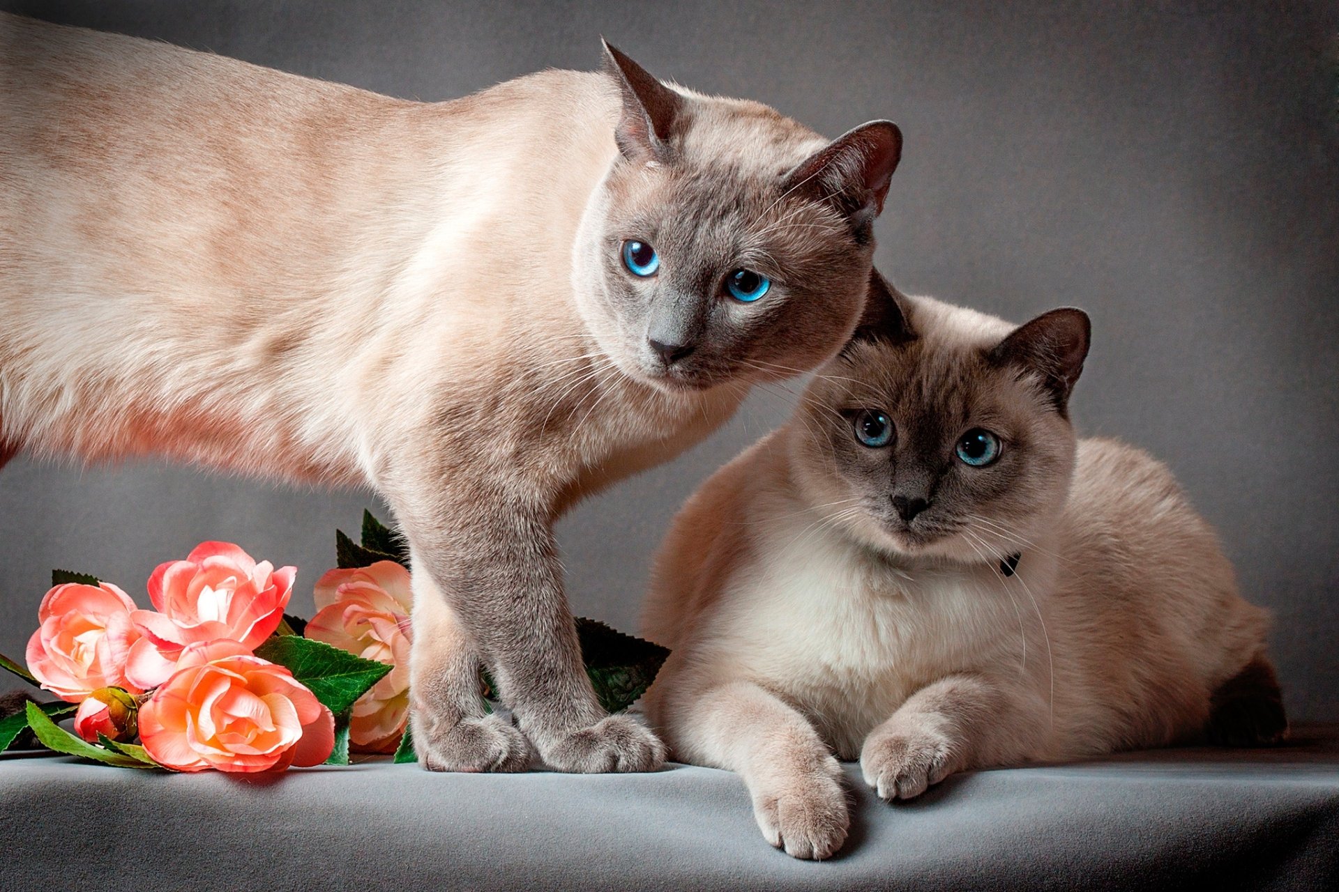 HD desktop wallpaper featuring two Siamese cats with striking blue eyes posed beside pink roses on a neutral background.