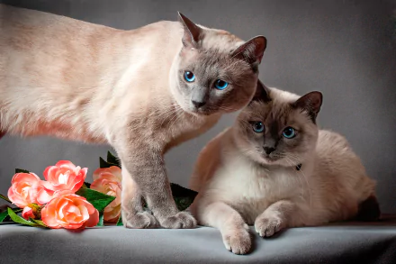 HD desktop wallpaper featuring two Siamese cats with striking blue eyes posed beside pink roses on a neutral background.