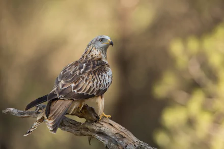 bird of prey bird Animal kite HD Desktop Wallpaper | Background Image