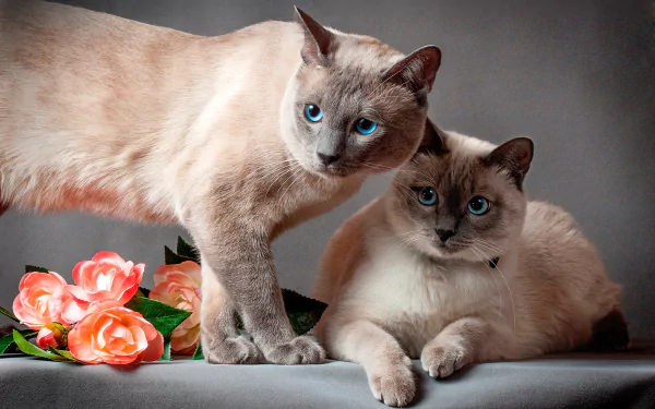 HD desktop wallpaper featuring two Siamese cats with striking blue eyes posed beside pink roses on a neutral background.