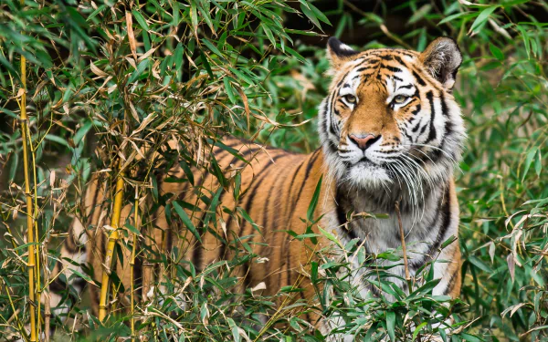  Tiger amongst the Bamboo by Der_Knipser