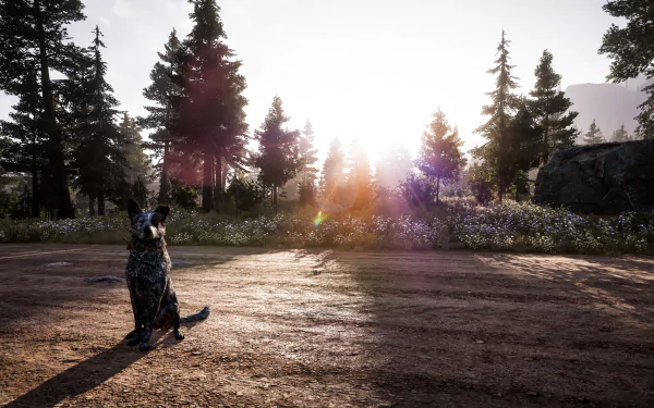 Boomer, the dog from Far Cry 5, sits on a sunlit dirt path surrounded by trees in this 4K Ultra HD PC desktop wallpaper from the Far Cry video game series.