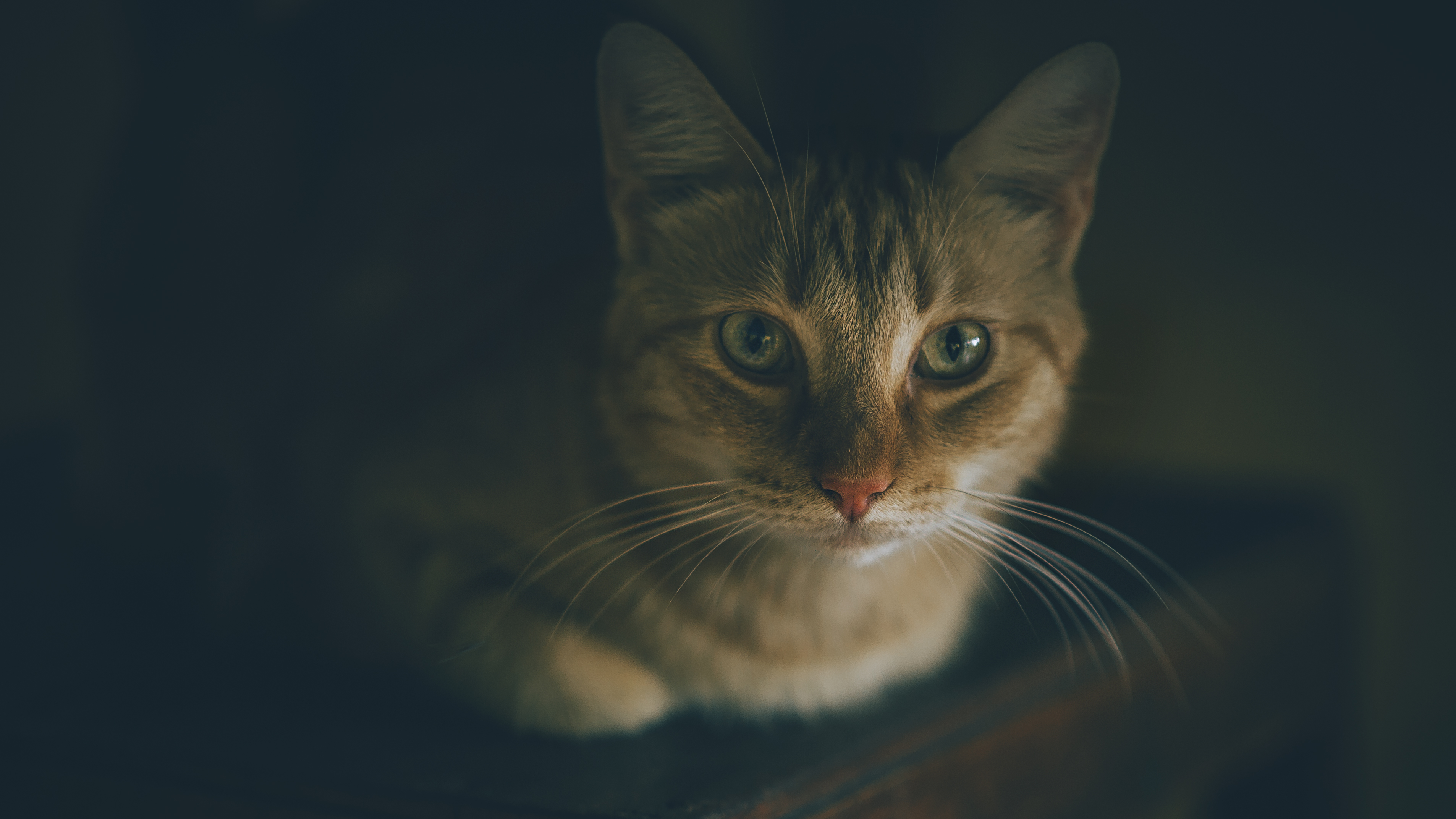 Download animal cat hd wallpaper