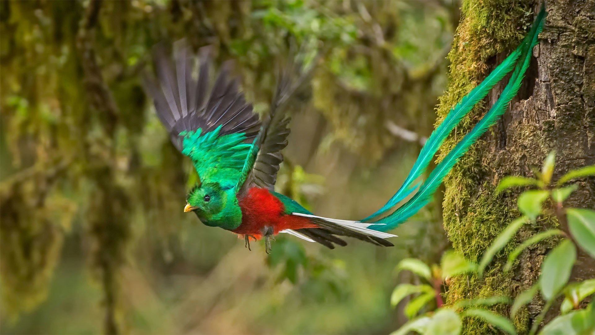 download-bird-animal-quetzal-hd-wallpaper