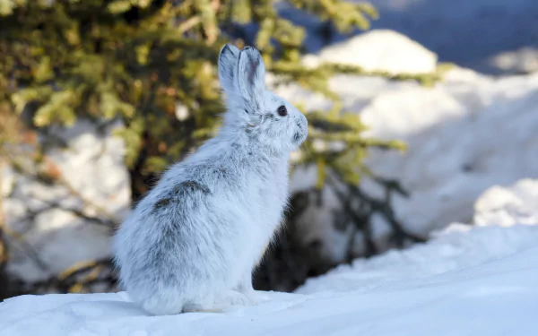 winter snow Animal hare HD Desktop Wallpaper | Background Image