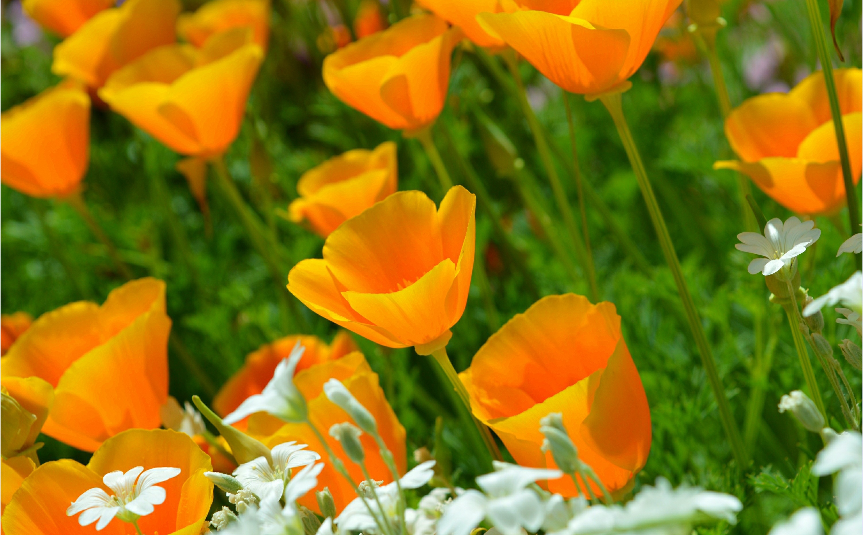30k California Poppy Pictures  Download Free Images on Unsplash