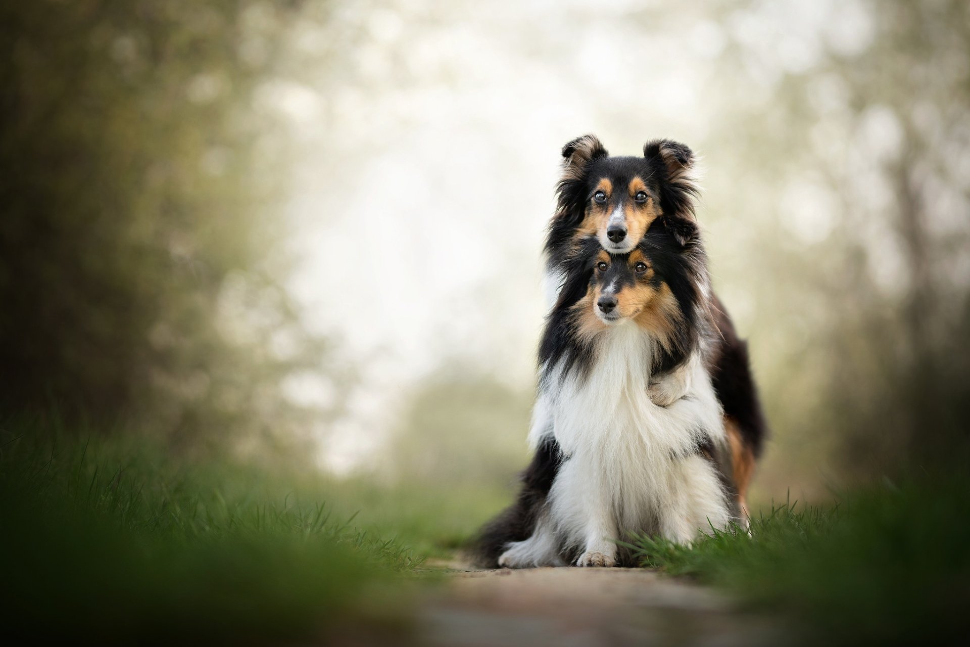 A Shetland Sheepdog in sharp focus stands on a path with a blurred background, creating a depth of field effect in this HD desktop wallpaper featuring a couple of dogs.