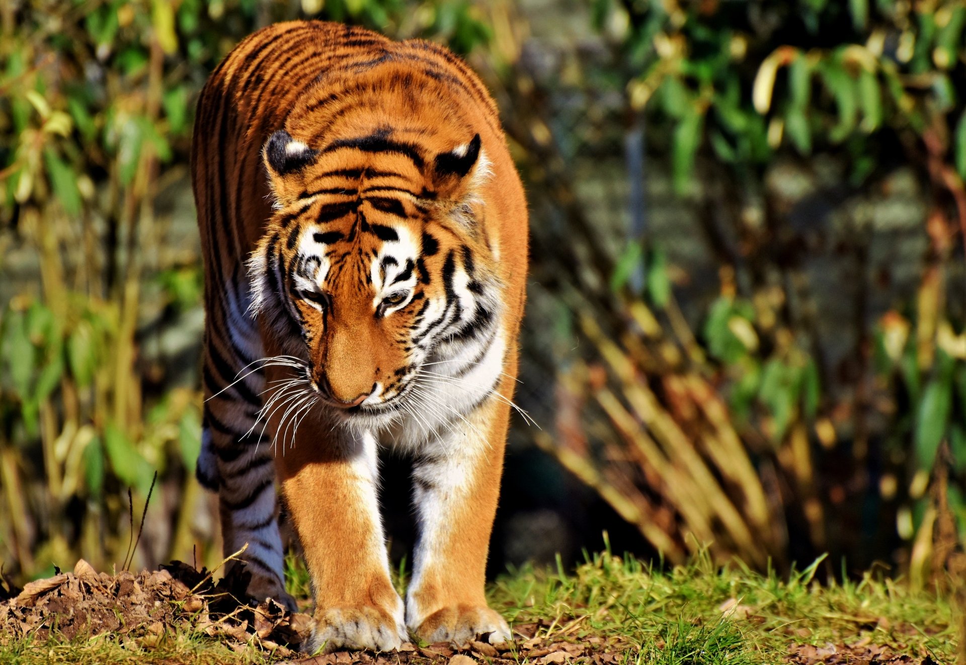 Animal Tiger 4k Ultra HD Wallpaper