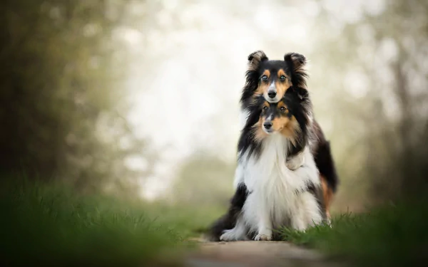 A Shetland Sheepdog in sharp focus stands on a path with a blurred background, creating a depth of field effect in this HD desktop wallpaper featuring a couple of dogs.