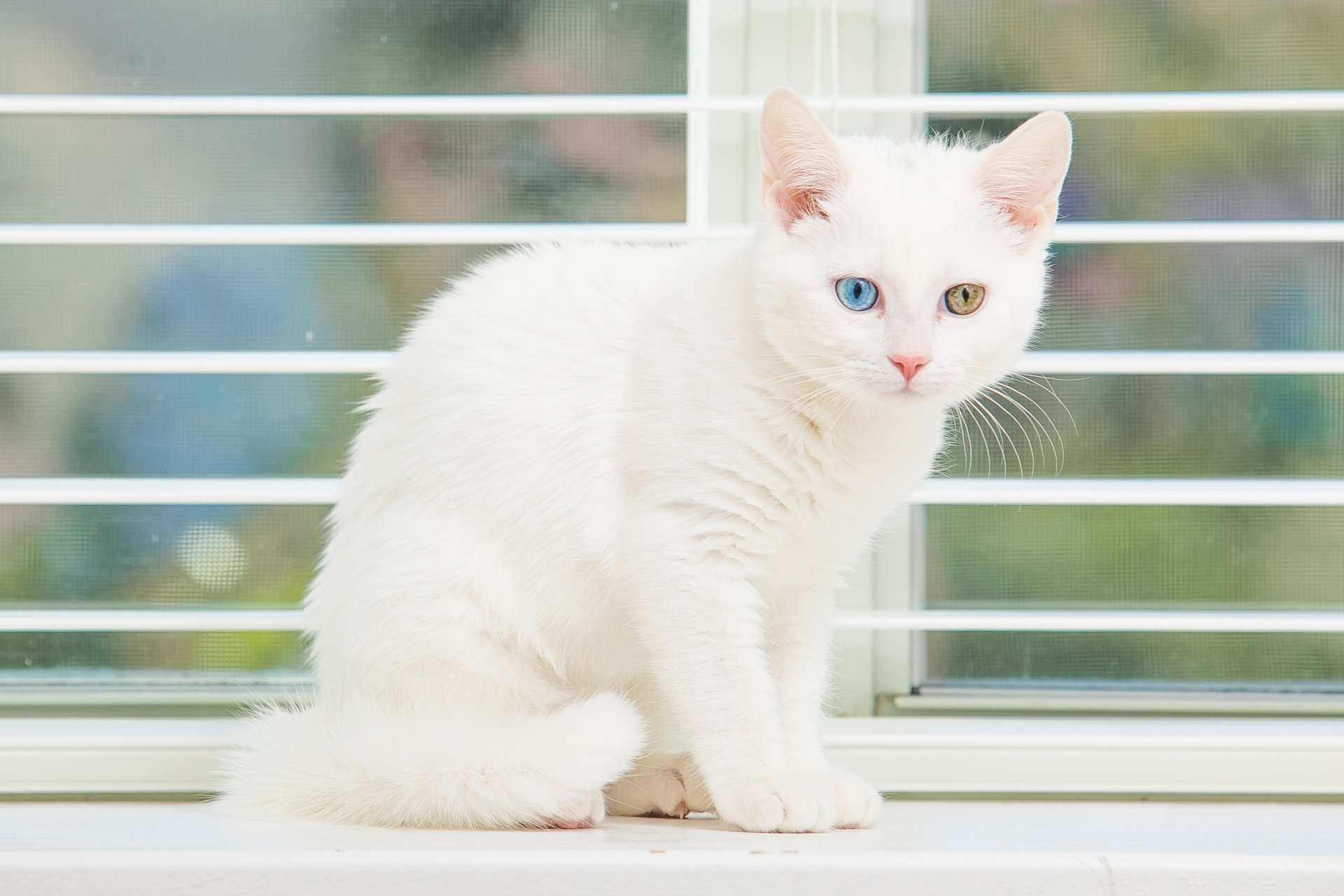 Heterochromatic Kitten: Stunning White Baby Cat HD Wallpaper ...
