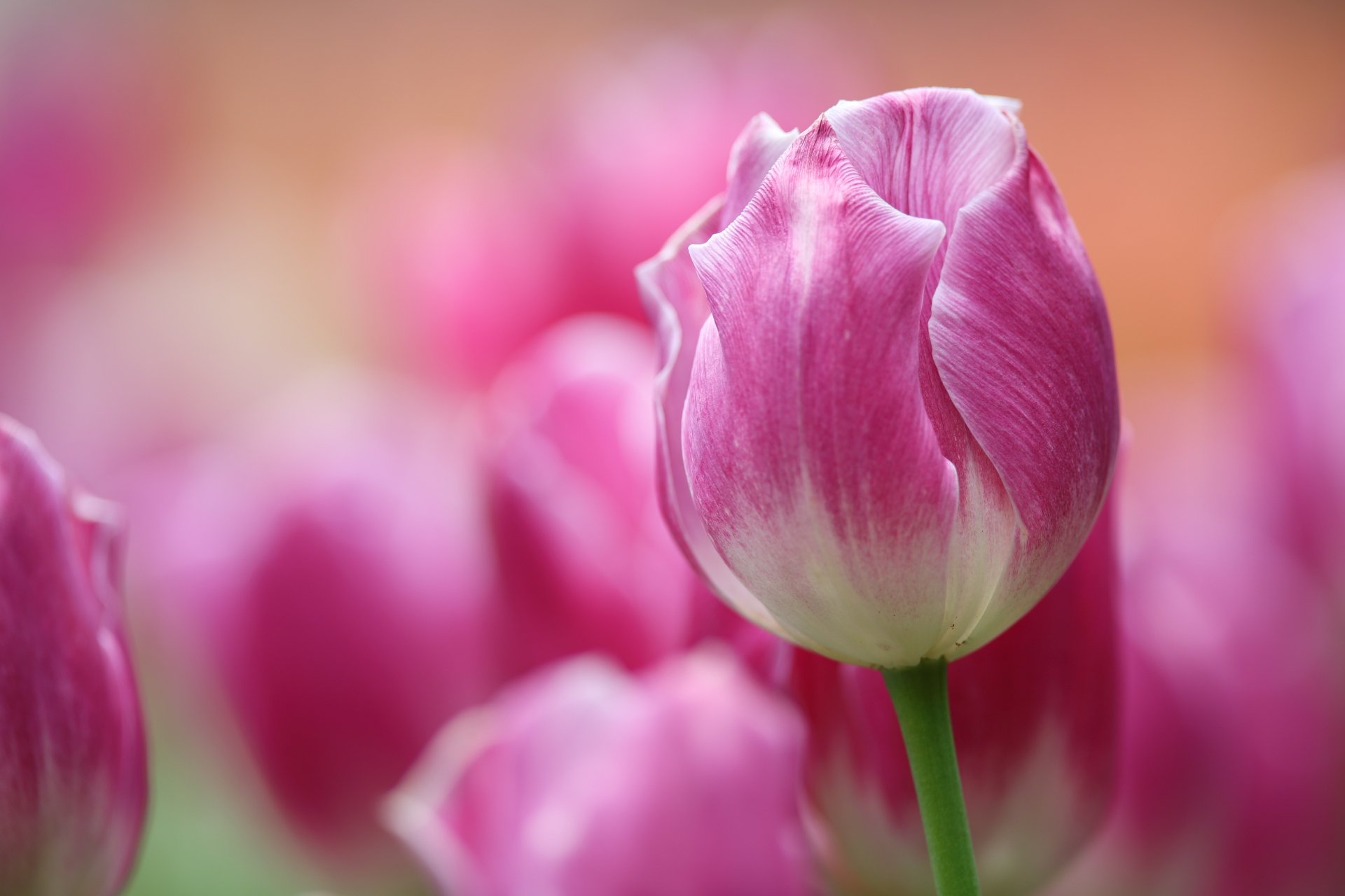 Download Flower Pink Flower Macro Nature Tulip 4k Ultra HD Wallpaper