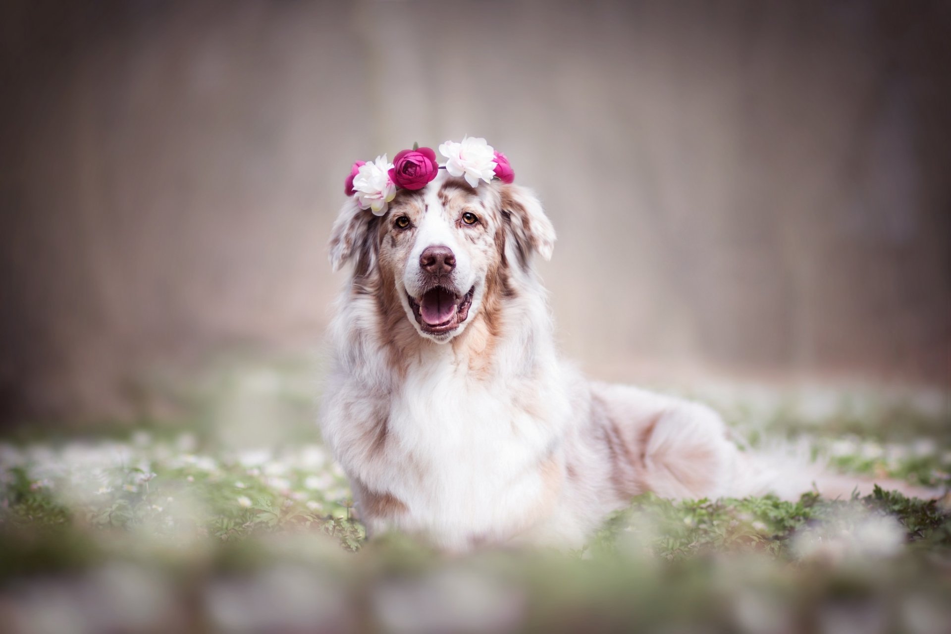 Download Wreath Depth Of Field Animal Dog HD Wallpaper