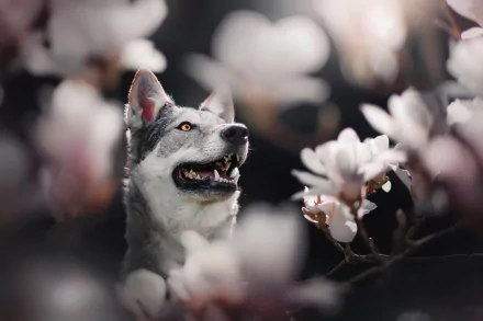 white flower blossom Animal dog HD Desktop Wallpaper | Background Image