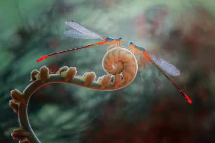 Close-up macro of a vibrant damselfly perched on a curled fern, captured in HD for a detailed animal insect desktop wallpaper.