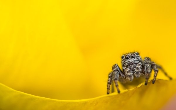 Animal Spider Spiders Arachnid Yellow Macro HD Wallpaper | Background Image