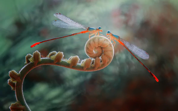 Close-up macro of a vibrant damselfly perched on a curled fern, captured in HD for a detailed animal insect desktop wallpaper.