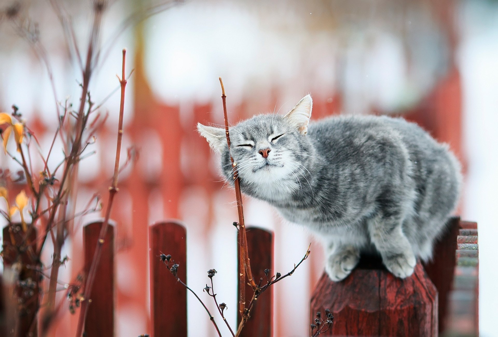 A gray cat sits contently on a wooden post, surrounded by blurred foliage and a rustic fence, showcasing a captivating depth of field. This HD image serves as a stunning desktop wallpaper.