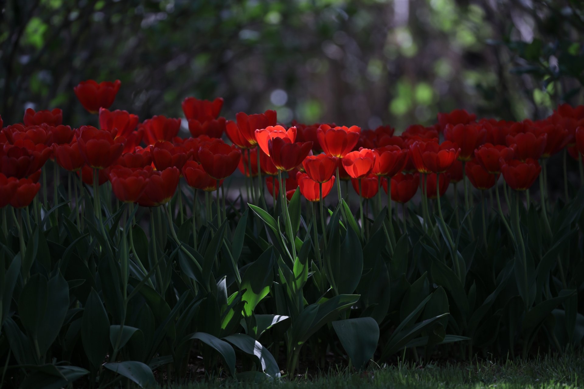 Download Red Flower Flower Nature Tulip 4k Ultra HD Wallpaper ...