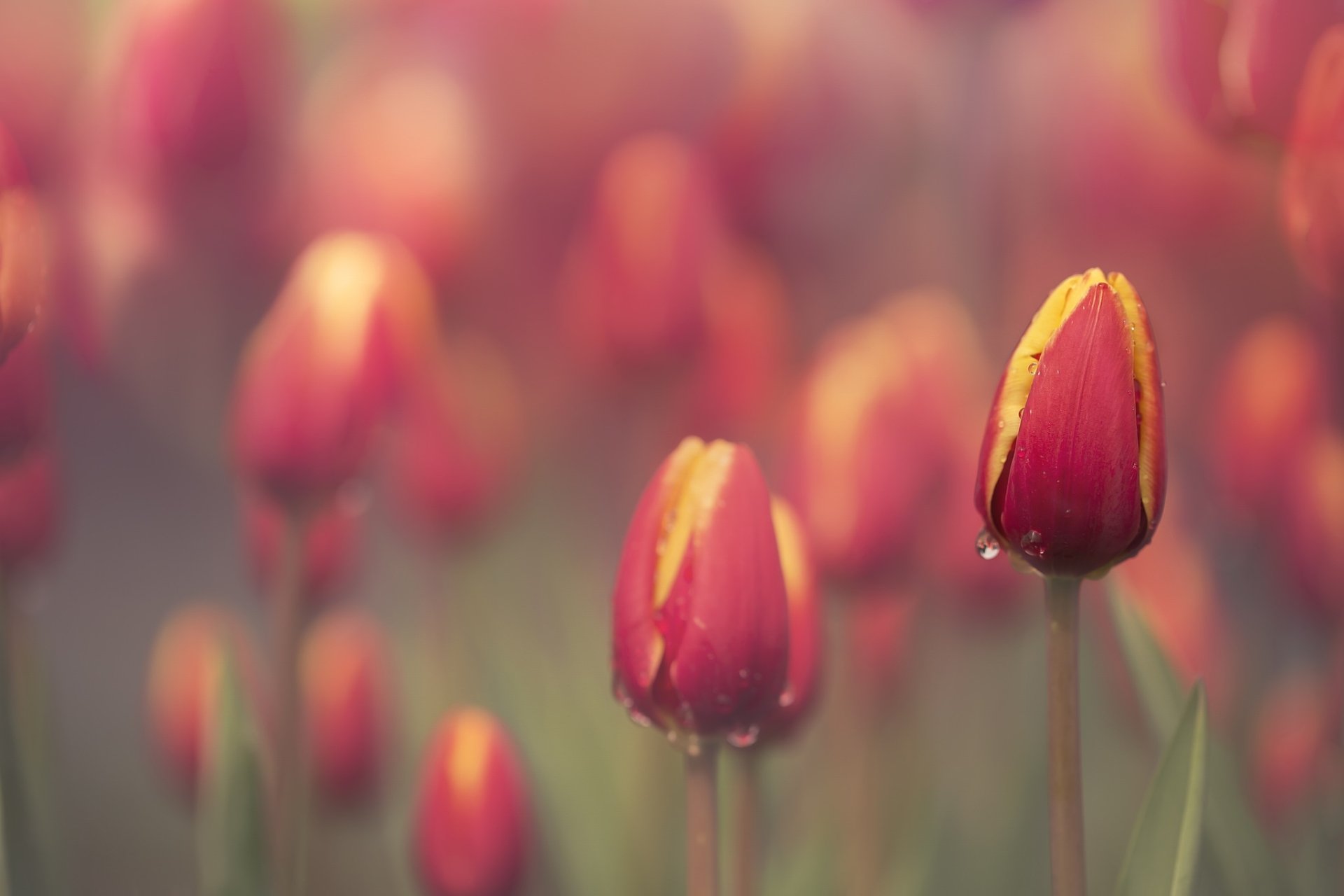 Download Red Flower Macro Flower Nature Tulip HD Wallpaper