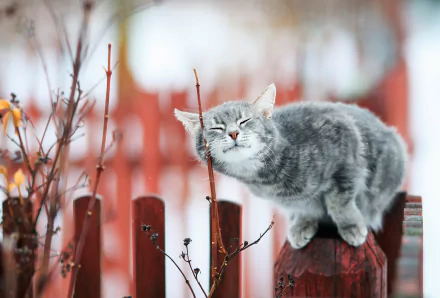 A gray cat sits contently on a wooden post, surrounded by blurred foliage and a rustic fence, showcasing a captivating depth of field. This HD image serves as a stunning desktop wallpaper.