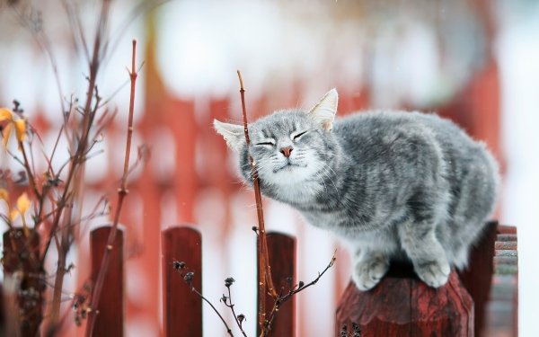 Animal Cat Cats Depth Of Field HD Wallpaper | Background Image