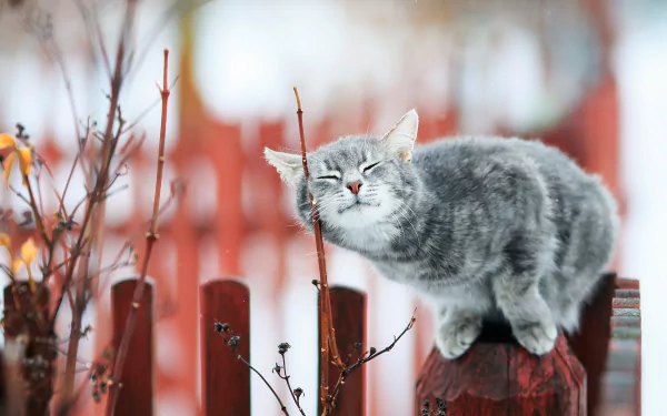 A gray cat sits contently on a wooden post, surrounded by blurred foliage and a rustic fence, showcasing a captivating depth of field. This HD image serves as a stunning desktop wallpaper.
