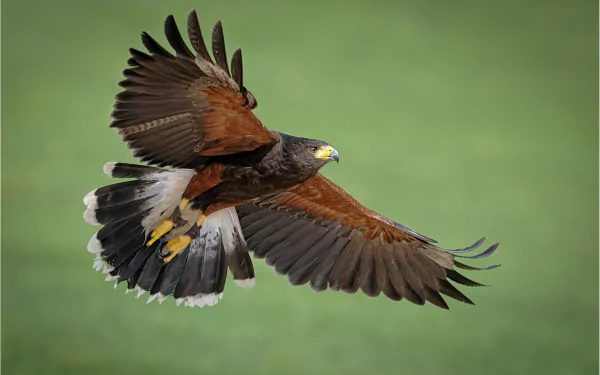 bird of prey Animal American Kestrel HD Desktop Wallpaper | Background Image
