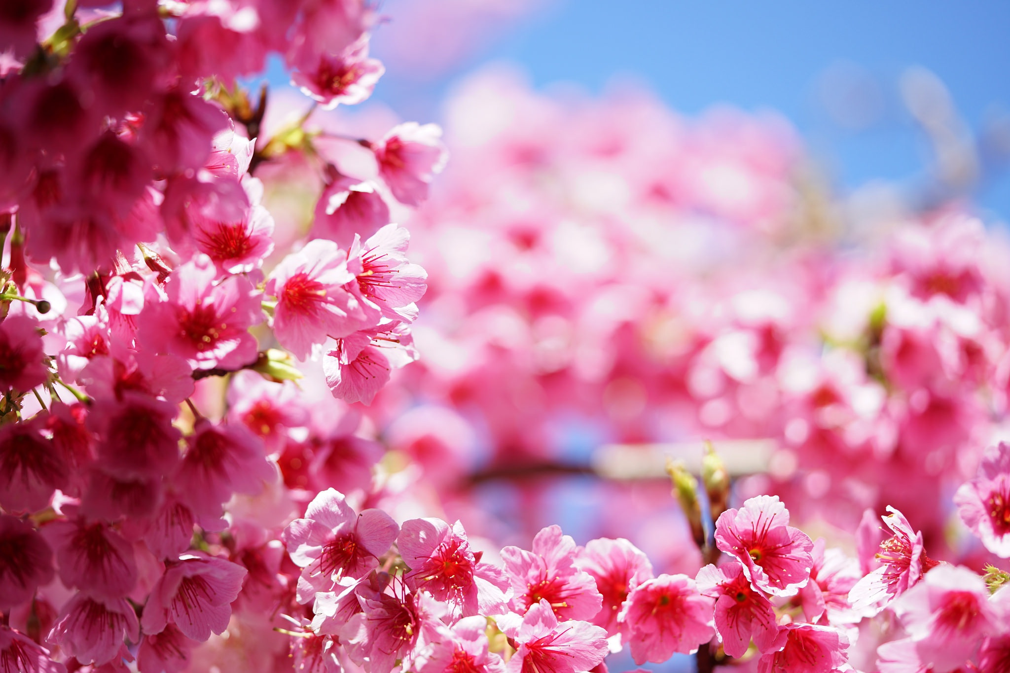 Download Pink Flower Spring Flower Nature Blossom HD Wallpaper