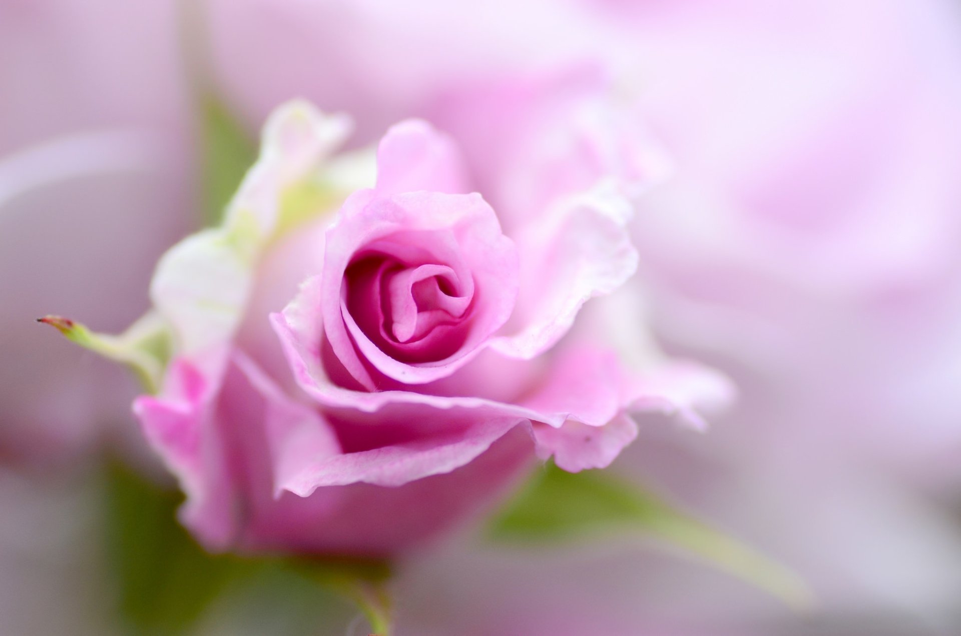 Download Pink Flower Macro Flower Nature Rose HD Wallpaper | 2048x1356 ...