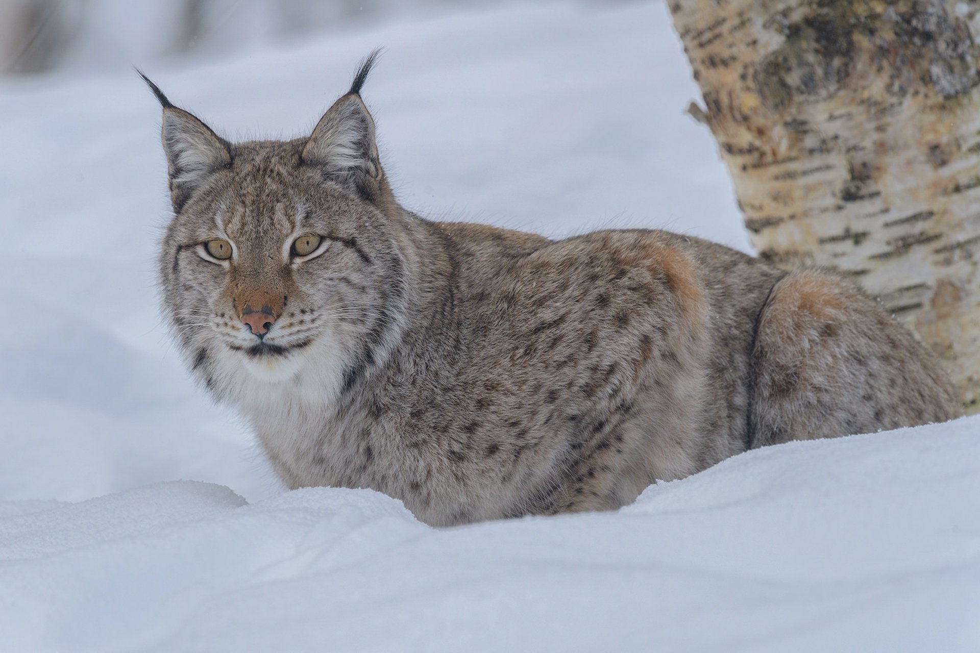 Animal Lynx HD Wallpaper