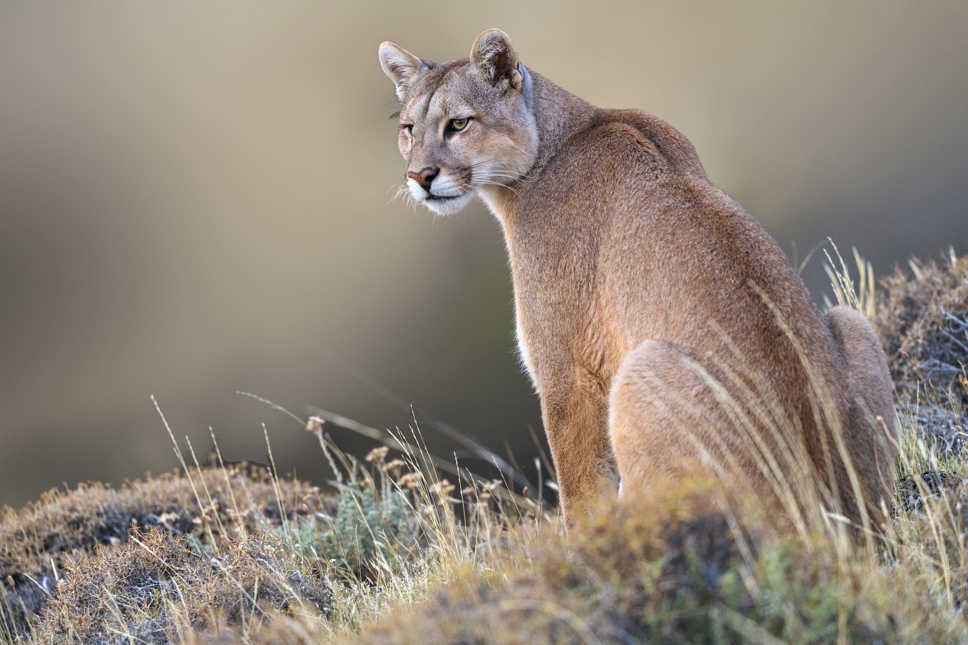HD desktop wallpaper of a cougar sitting on grassy terrain, looking back attentively against a blurred natural background.
