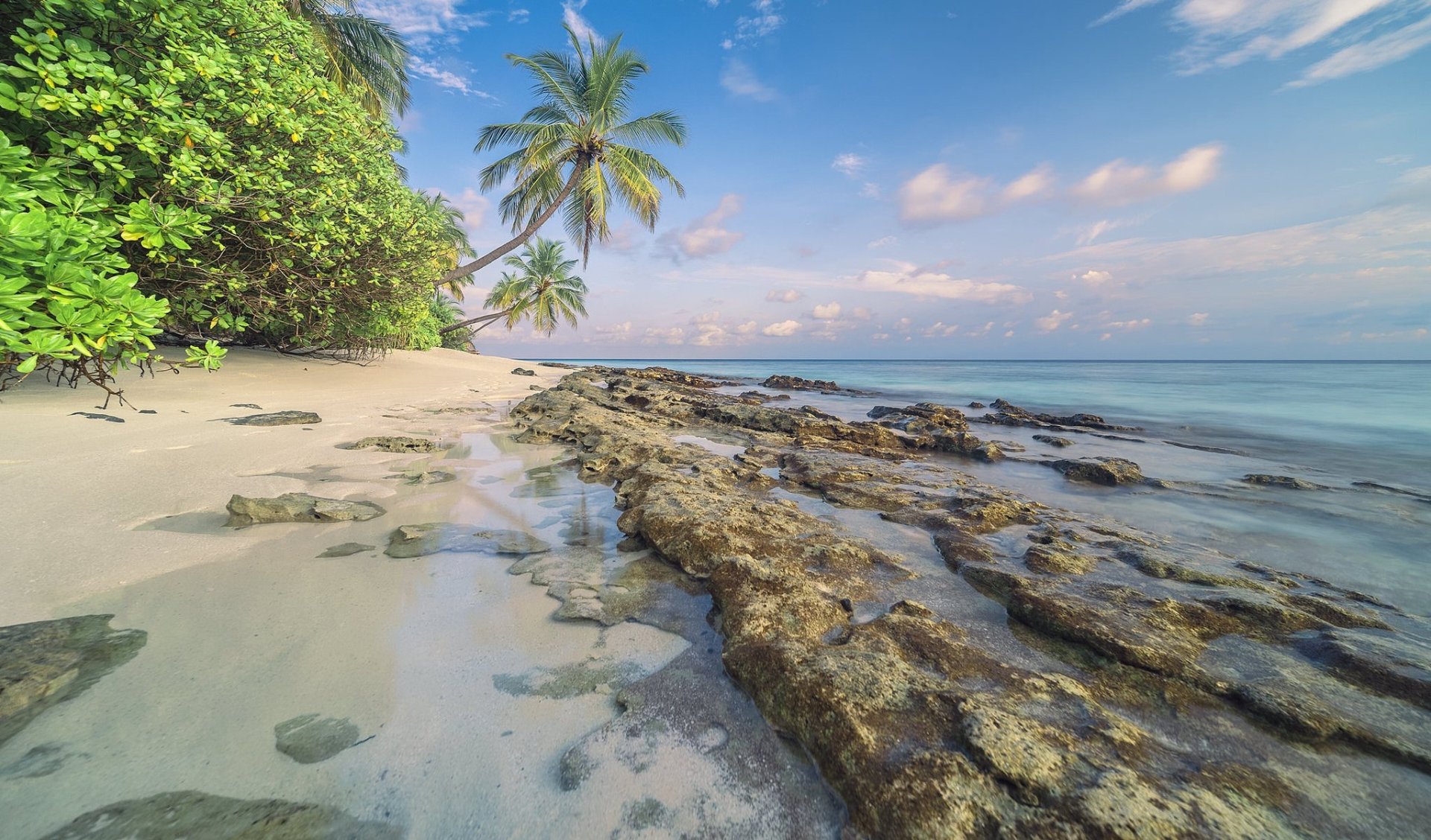 Download Nature Palm Tree Horizon Tropical Ocean Beach Tree HD ...
