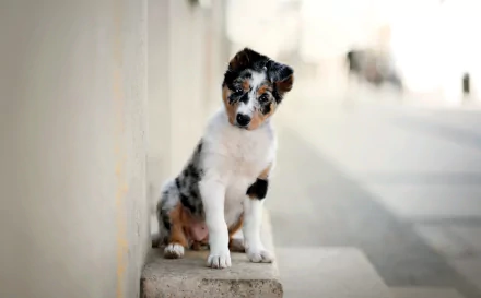HD PC desktop wallpaper showing a puppy (baby dog/animal) with shallow depth of field, sitting against a wall with a soft, blurred background.