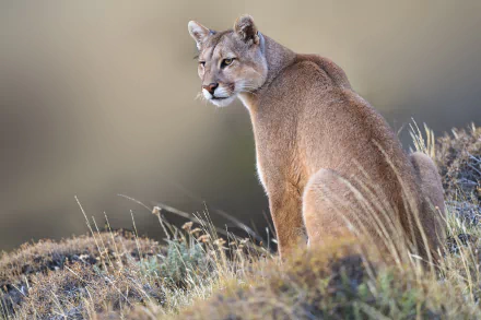 HD desktop wallpaper of a cougar sitting on grassy terrain, looking back attentively against a blurred natural background.