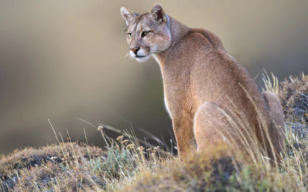 HD desktop wallpaper of a cougar sitting on grassy terrain, looking back attentively against a blurred natural background.