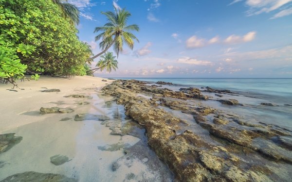 Earth Beach Ocean Tropical Horizon Palm Tree Nature HD Wallpaper | Background Image