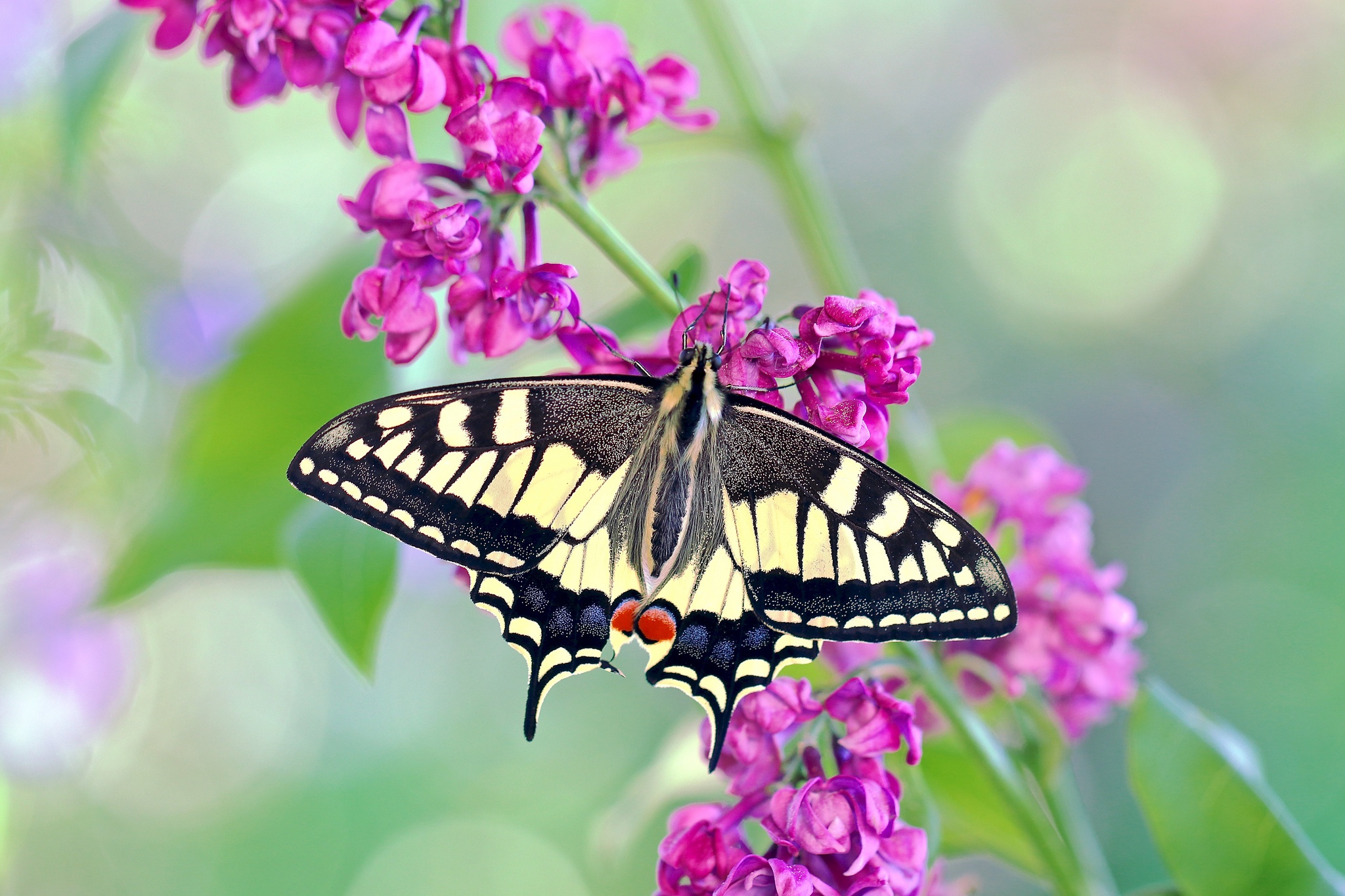 Animal Swallowtail Butterfly HD Wallpaper | Background Image