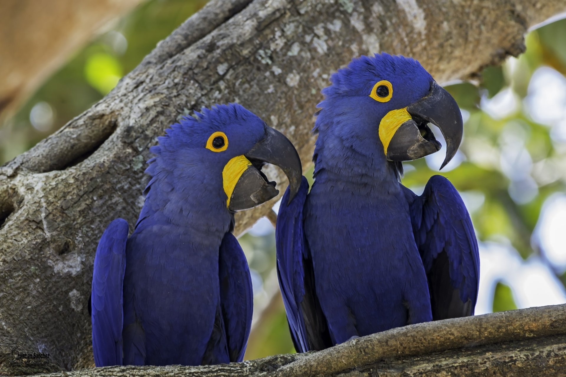 HD PC desktop wallpaper of two hyacinth macaw parrots, vivid blue birds with yellow eye rings perched on a tree branch, tropical animal close-up background.