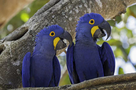 HD PC desktop wallpaper of two hyacinth macaw parrots, vivid blue birds with yellow eye rings perched on a tree branch, tropical animal close-up background.