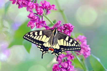 flower purple flower insect butterfly Animal swallowtail butterfly HD Desktop Wallpaper | Background Image